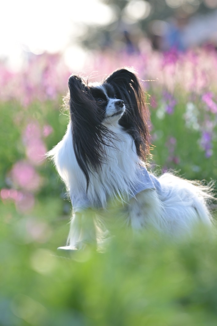 お花畑にふわふわドロップ