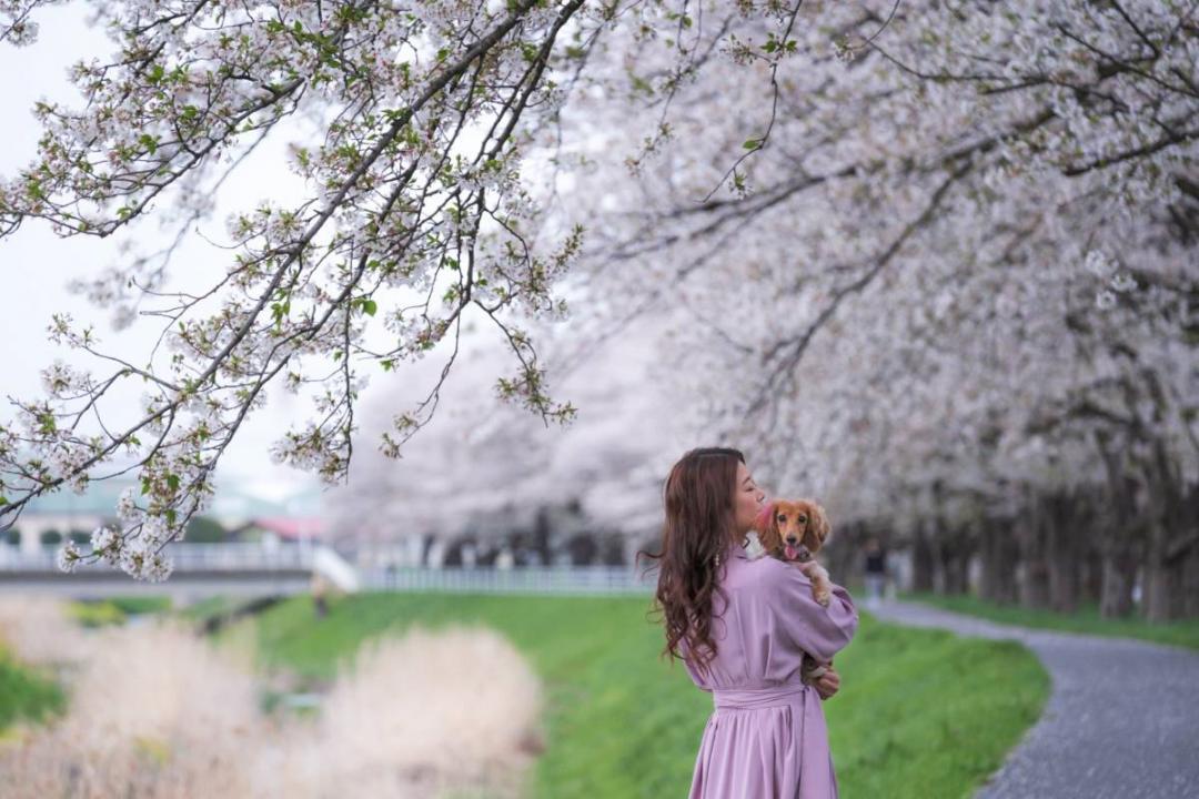 桜とママと…