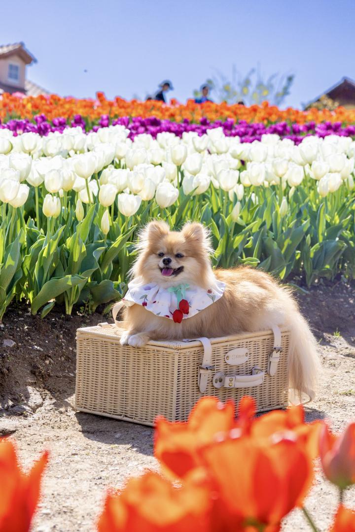 チューリップともこ