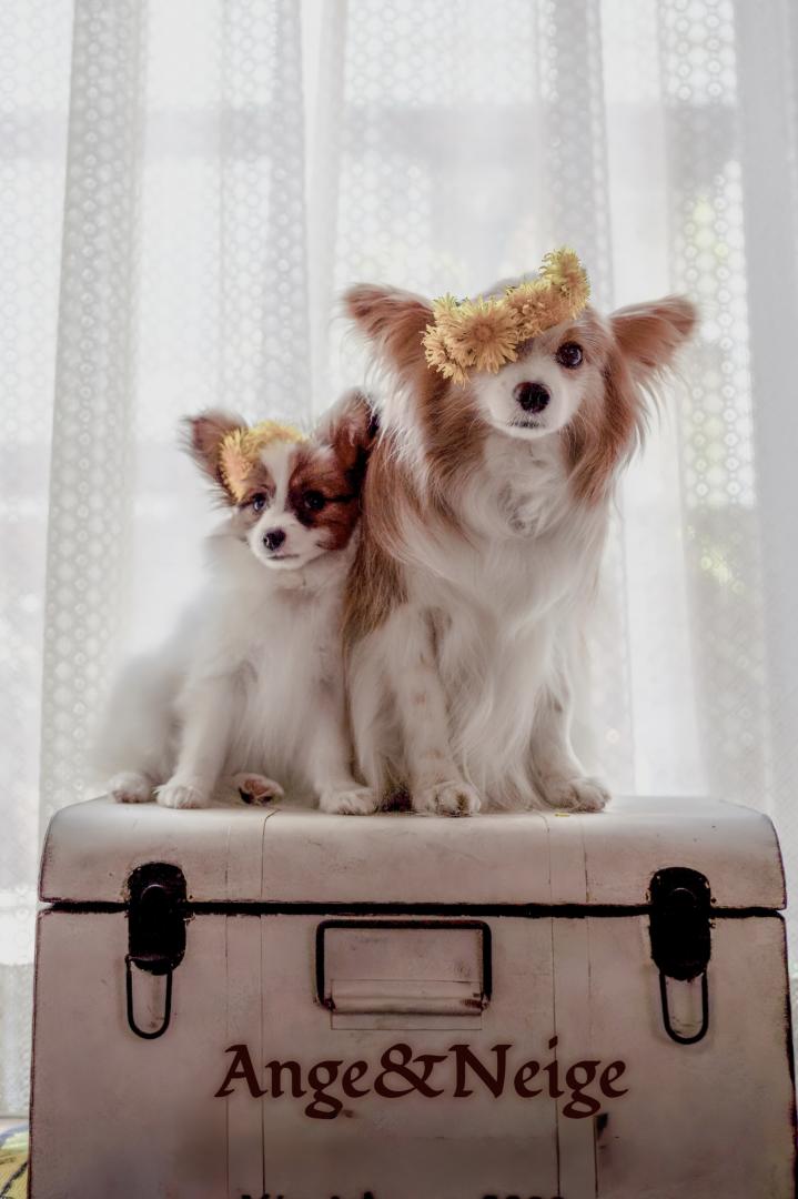 たんぽぽ団にはいろう