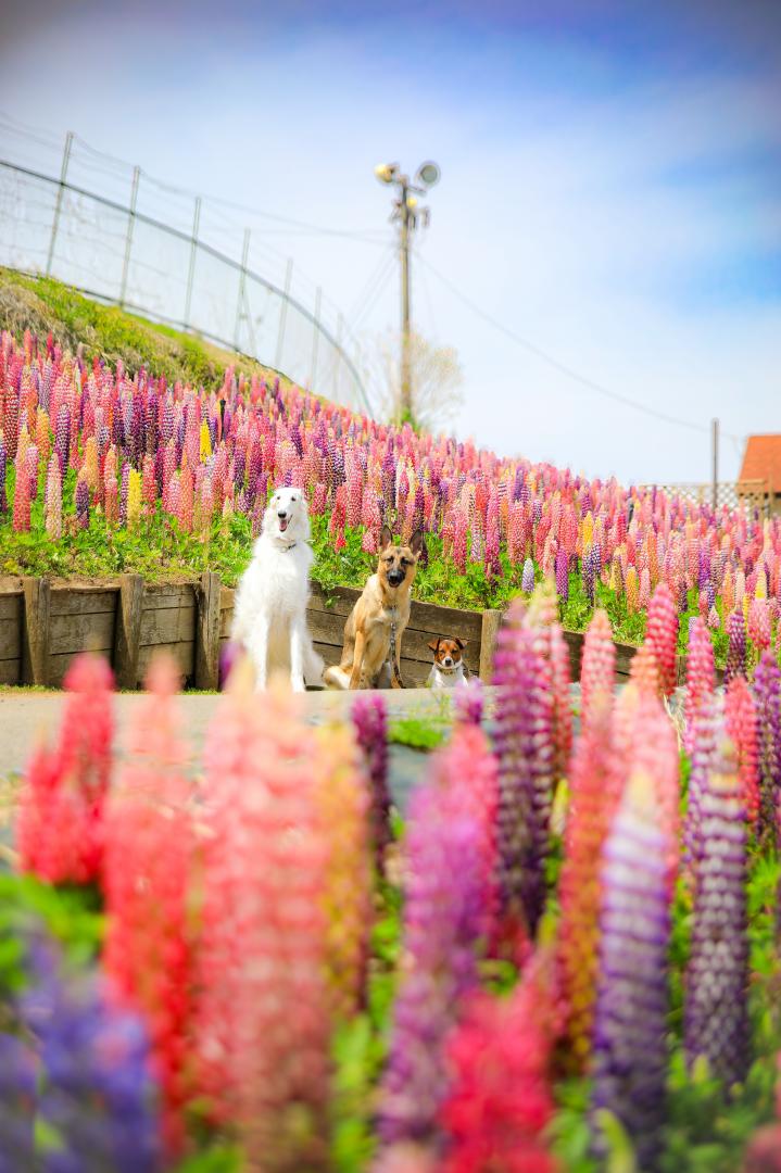 ルピナスに囲まれて