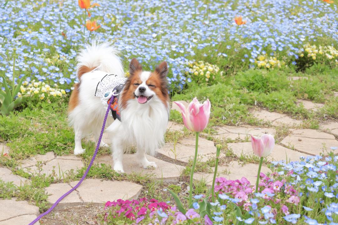 まろとチューリップと笑顔