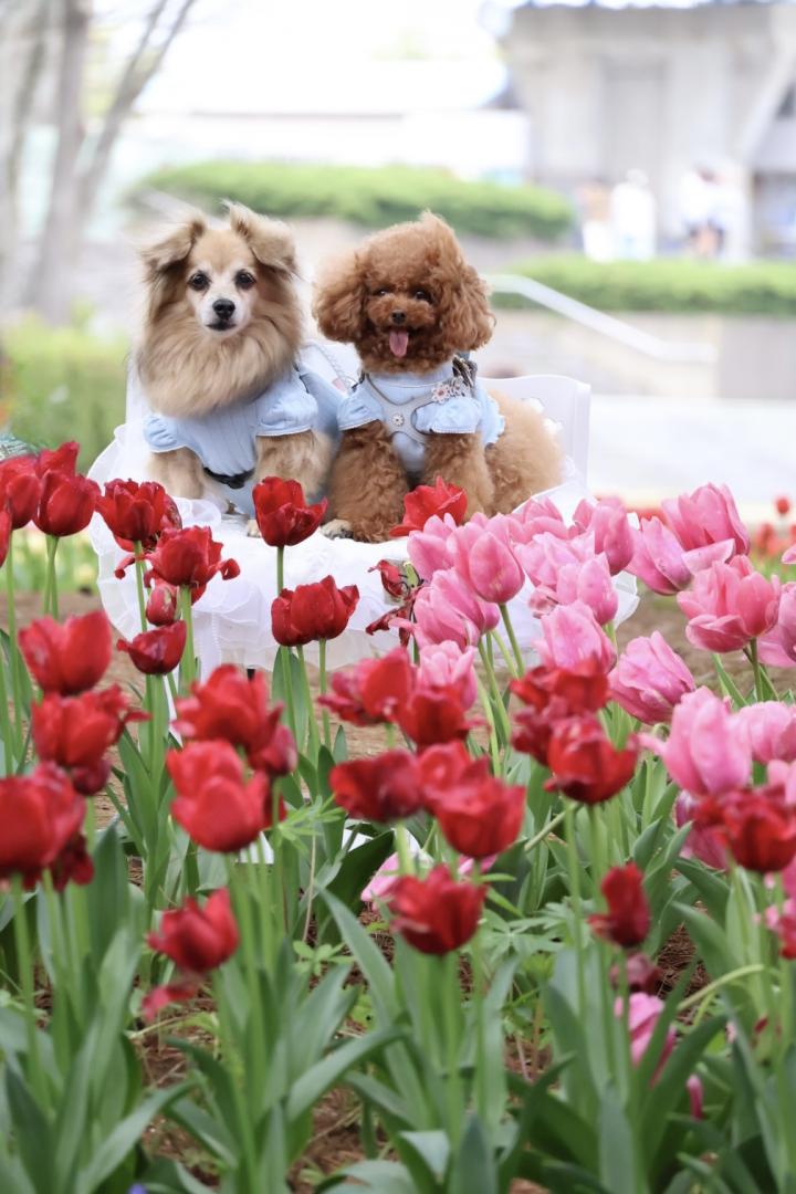 チューリップの中の仲良し姉妹
