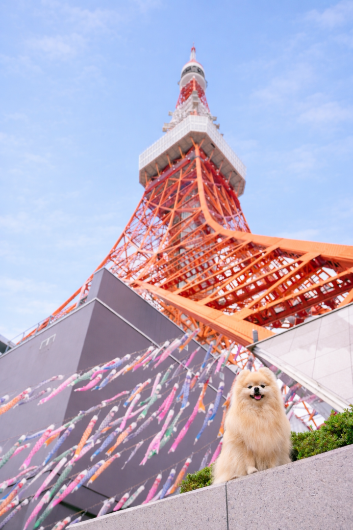 東京タワーと鯉のぼり