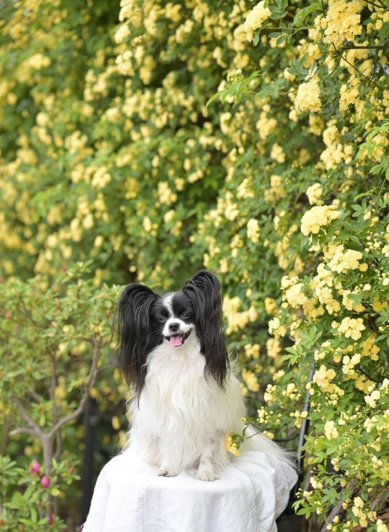 モコモコモッコウバラ