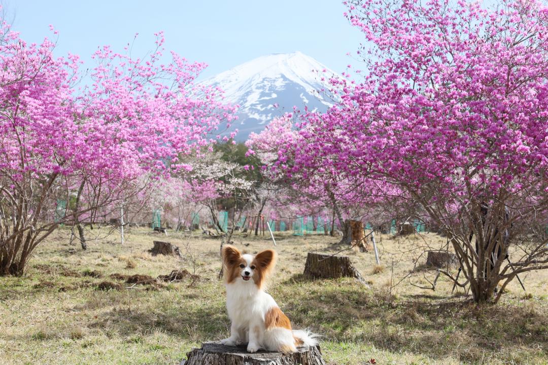 ピンクの園の中で