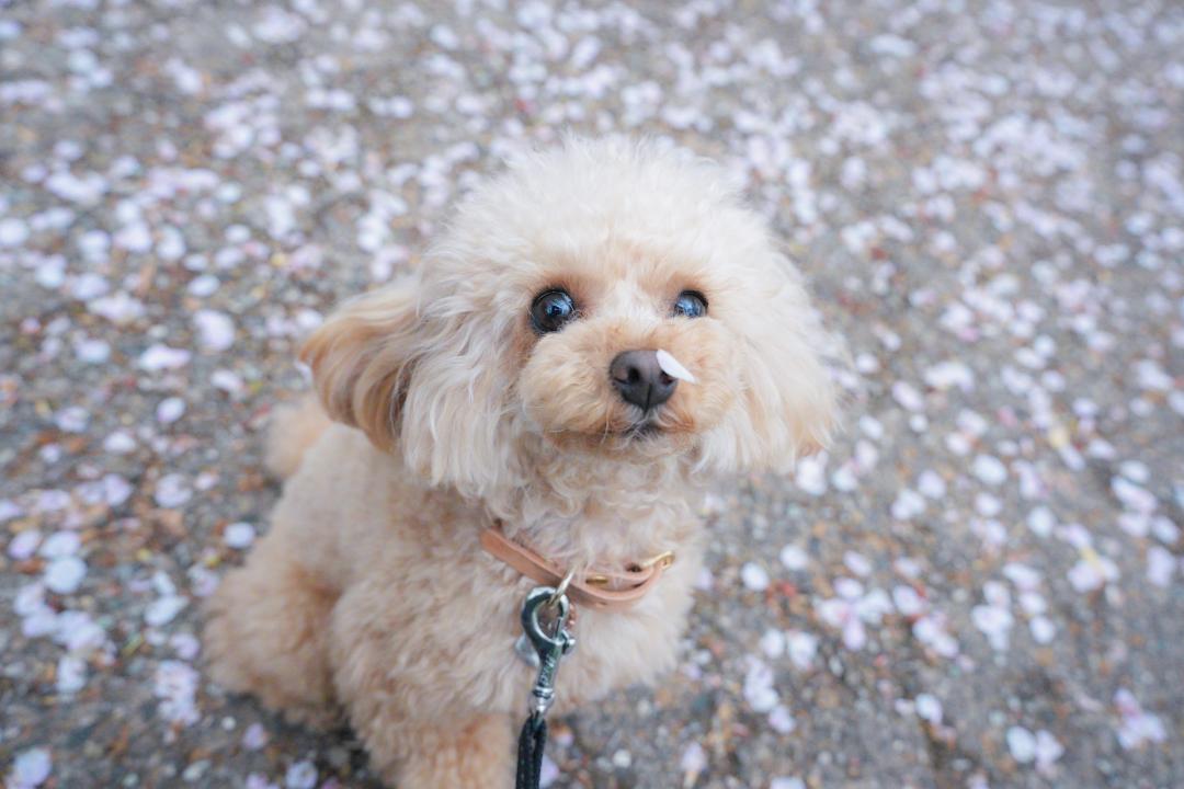 おはなにはなびらついてるよ