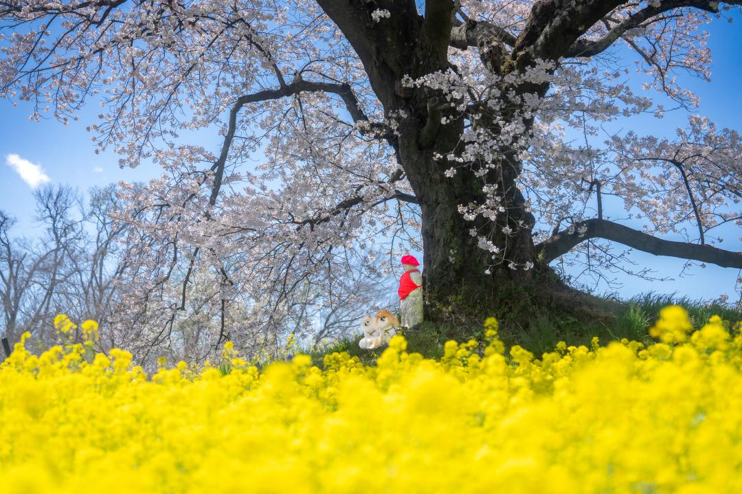 日向の人待地蔵桜とイチとコッペ