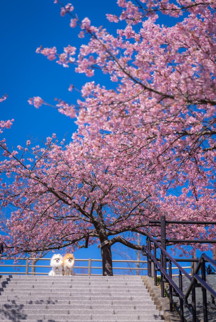 21世紀の森公園の河津桜とイチとコッペ