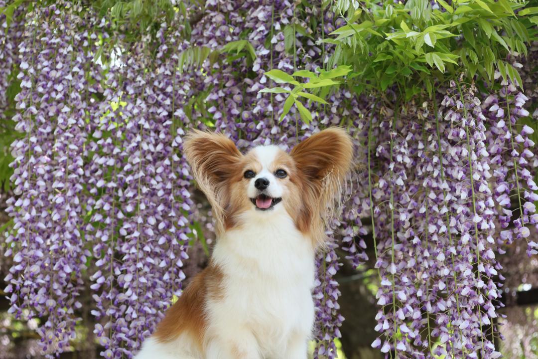 満開の藤の下で