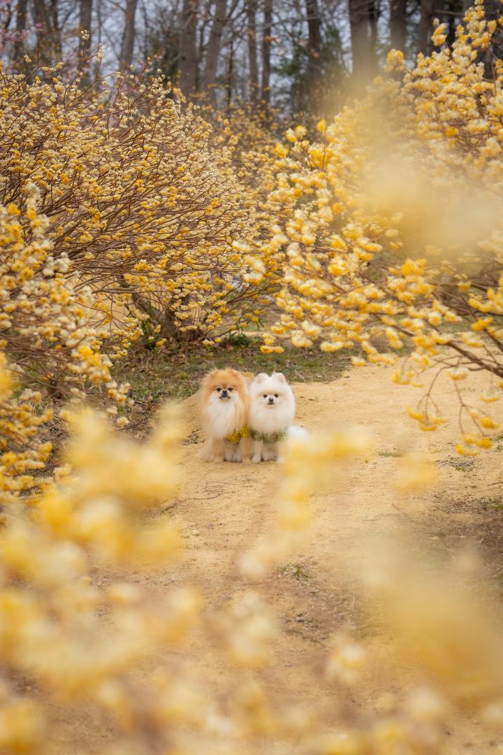 みつまたの森とイチとコッペ