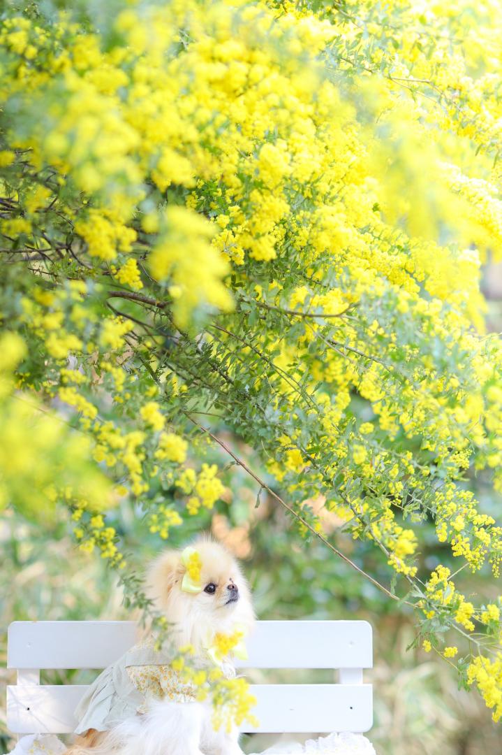 ミモザに包まれて