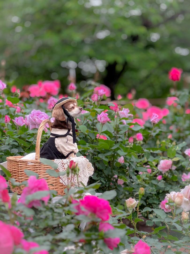 薔薇がとっても良い香り～