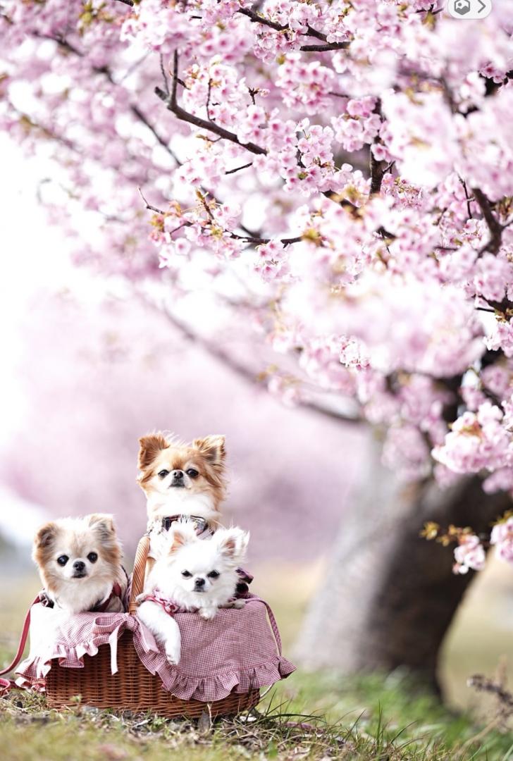 今年は3わんでお花見