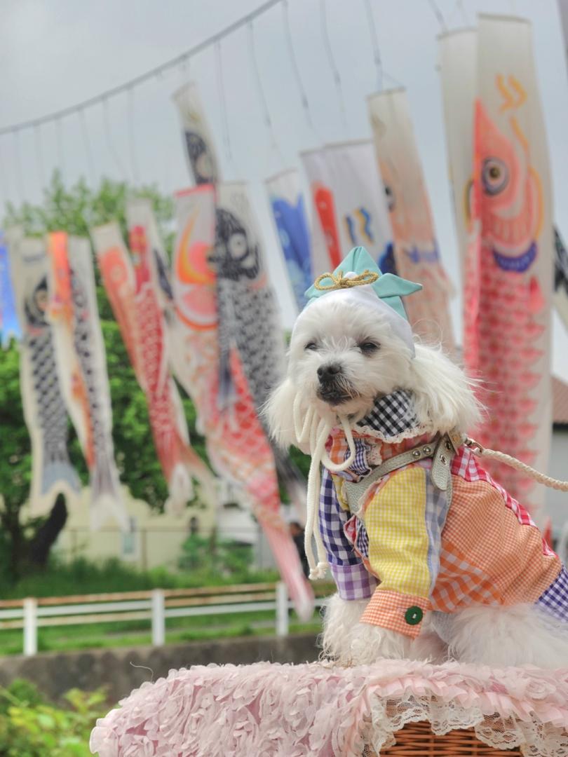 ハクと鯉のぼり