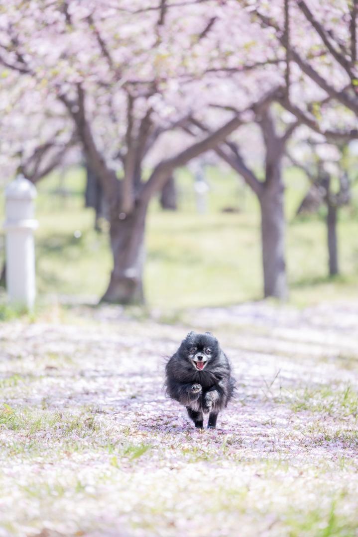 桜の絨毯でランランラン