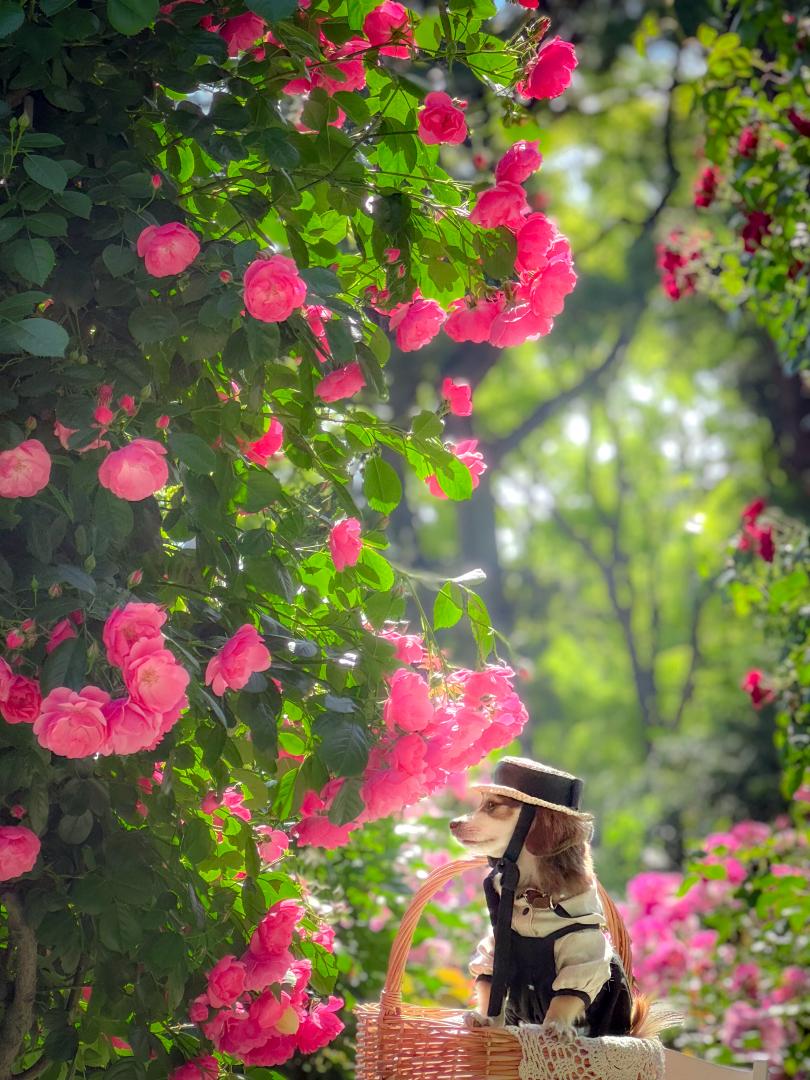 薔薇の森