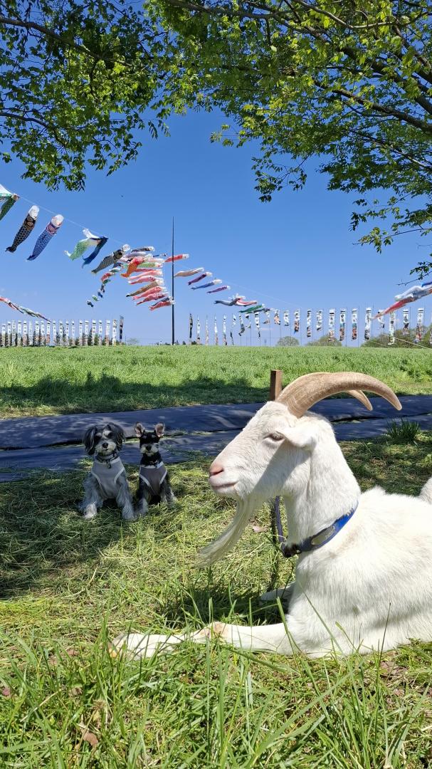 ヤギとふたりと、青空の休日