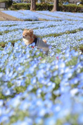 ネモフィラブルーで昼寝