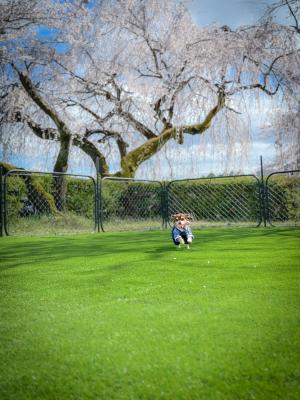 満開の枝垂れ桜の下でランラン