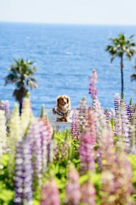 ルピナスとキラキラ海