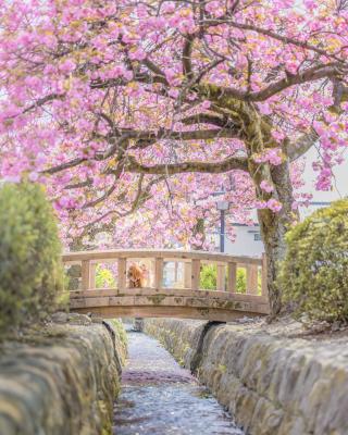 八重桜ともずまり