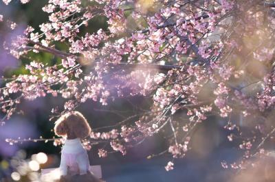 『桜って綺麗だね～』