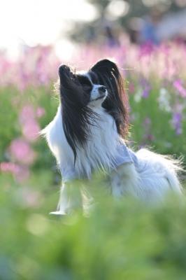 お花畑にふわふわドロップ
