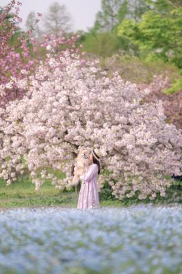 ネモフィラと八重桜