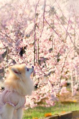 桜の下で、そっと