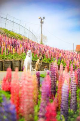 ルピナスに囲まれて