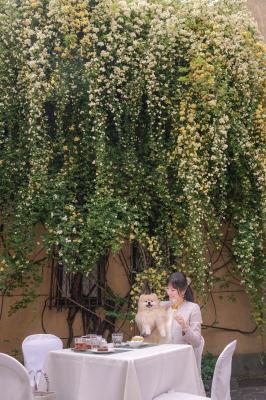 滝のようなモッコウバラのパティオ席