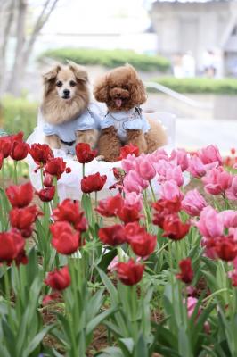 チューリップの中の仲良し姉妹