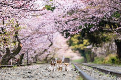 蹴上インクラインの春