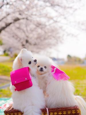 新1年生になったよ！