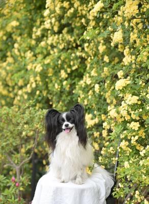 モコモコモッコウバラ