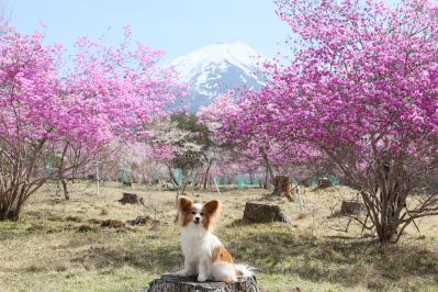 ピンクの園の中で