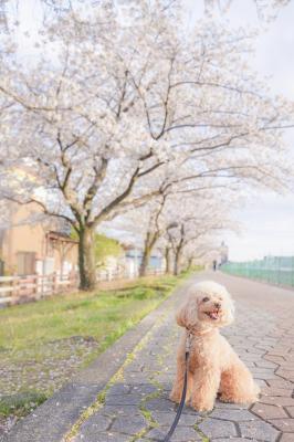 今年も桜の木の下で