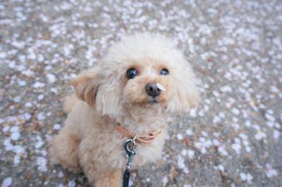 おはなにはなびらついてるよ