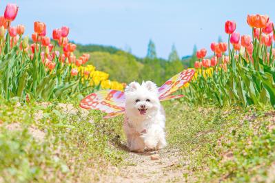 しあわせを連れて