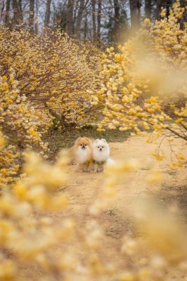 みつまたの森とイチとコッペ