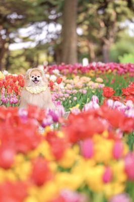 色とりどりなチューリップ畑