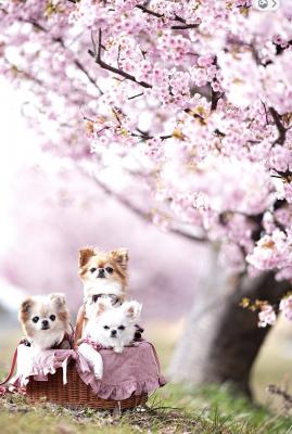 今年は3わんでお花見