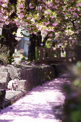 桜の小川