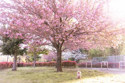 大きな八重桜の木の下で