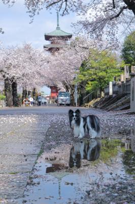 雨上がりの桜さんぽ