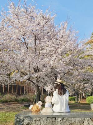 一緒にお花見