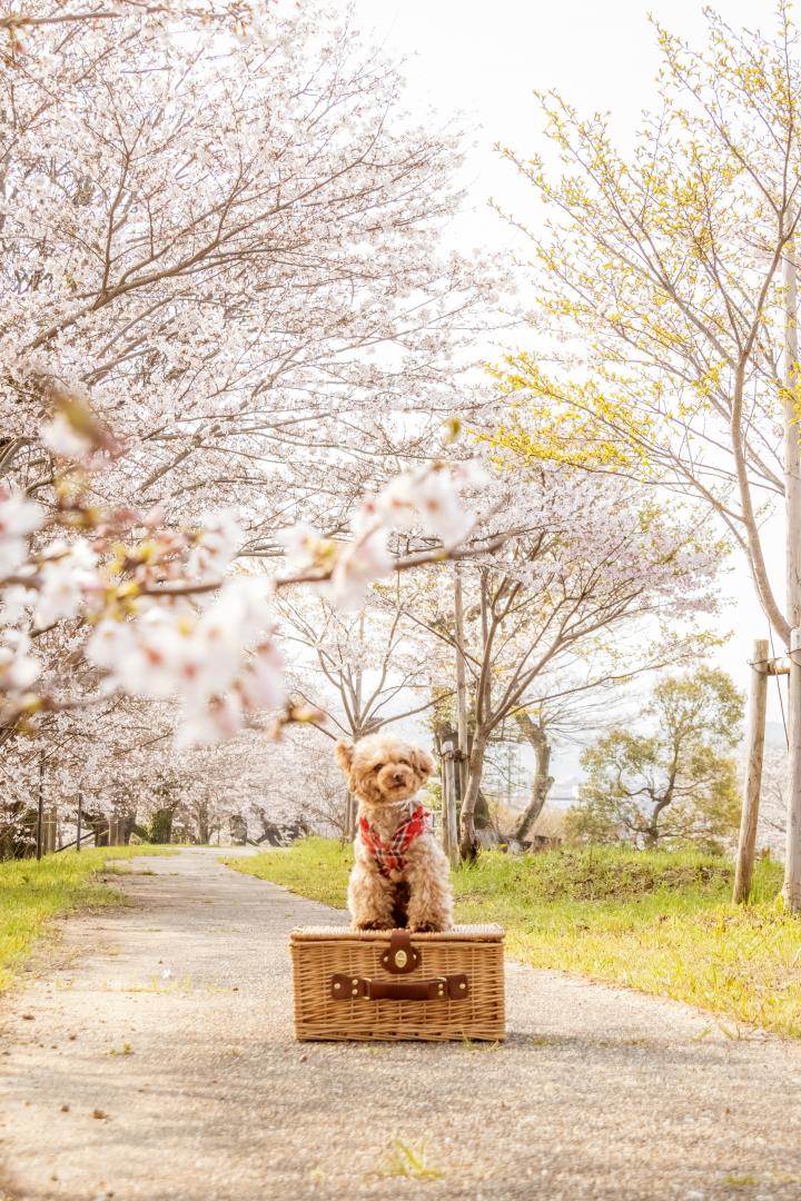 大好きな桜