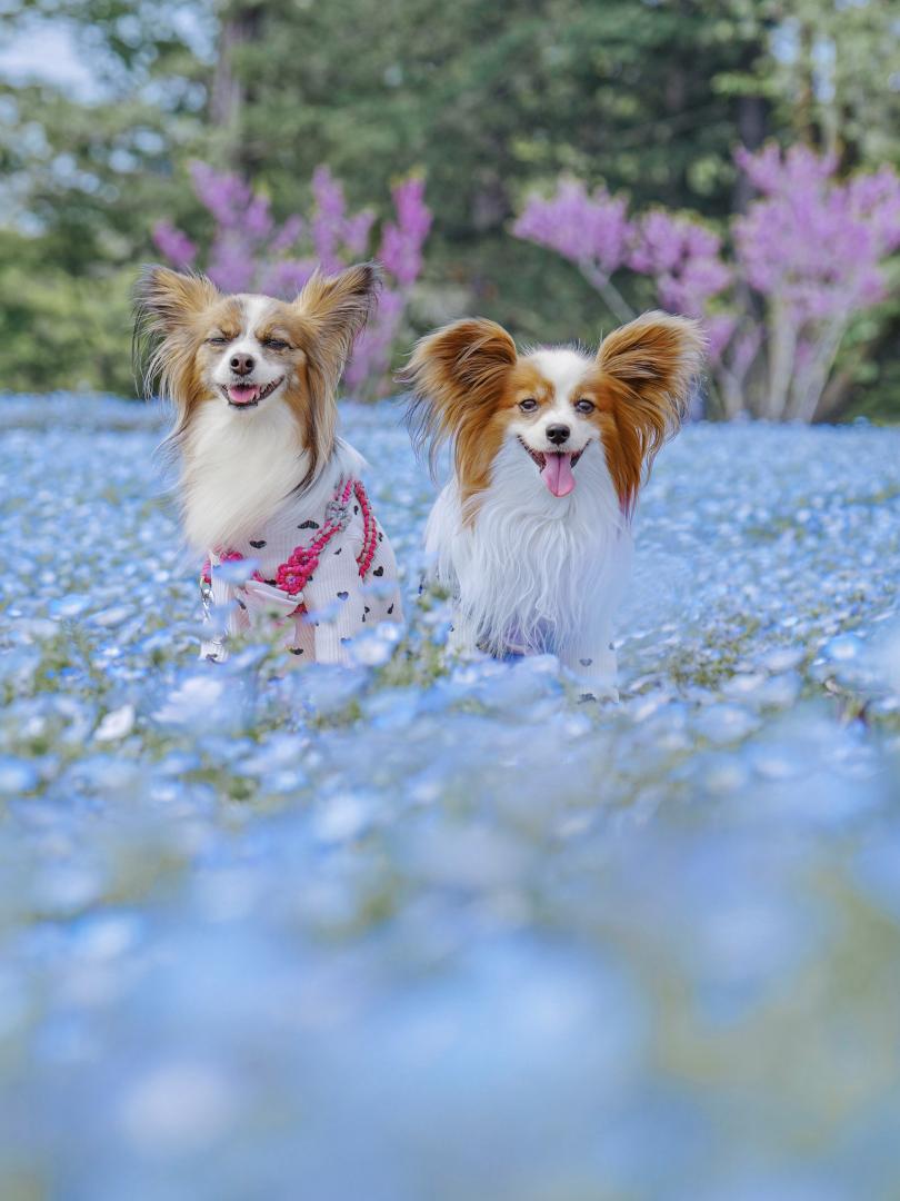 ネモフィラ畑でニッコニコ