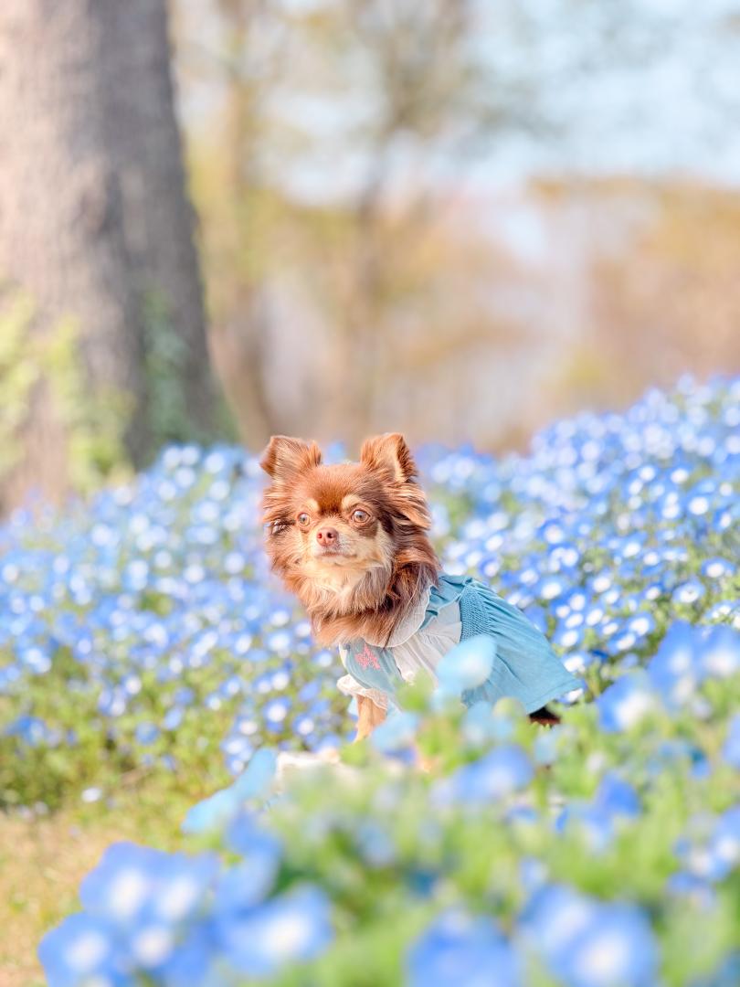 ネモフィラと一緒に